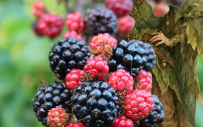 Mabon – Vom Gleichgewicht